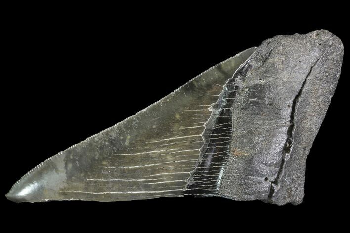 Partial Fossil Megalodon Tooth - Serrated Blade #82830
